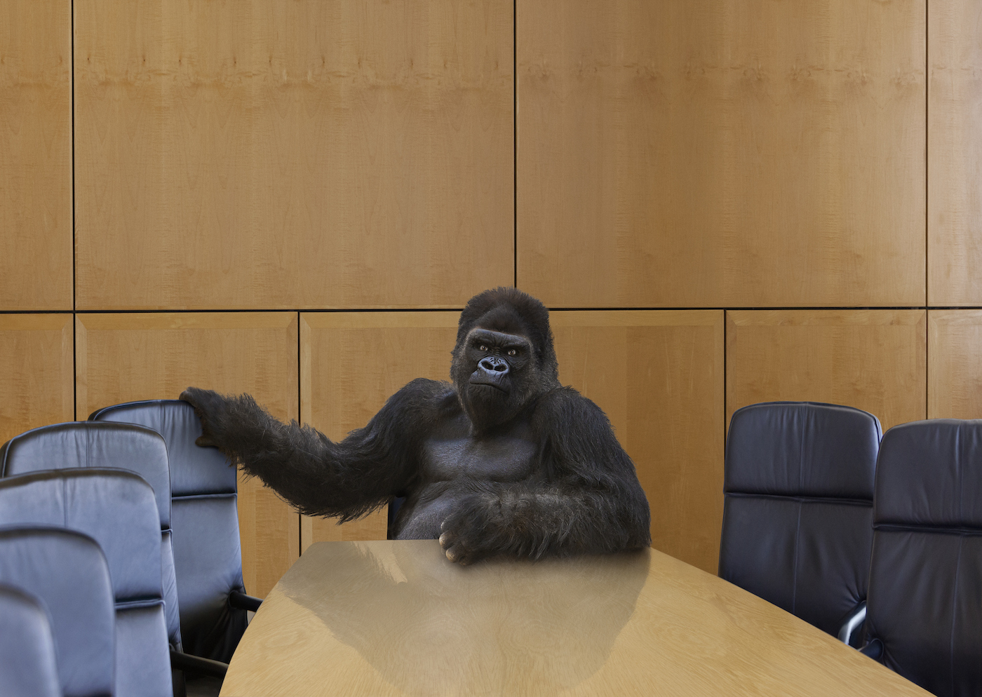 Un gorila amenazador se sienta a la cabeza de la mesa de juntas y hace señas al espectador para que se siente a su lado.