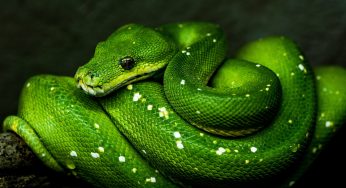 Snowflake aumenta la compatibilidad con Python nativo y el acceso a datos