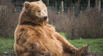 SmartBear lanza navegador web todo en uno y pruebas de aplicaciones móviles